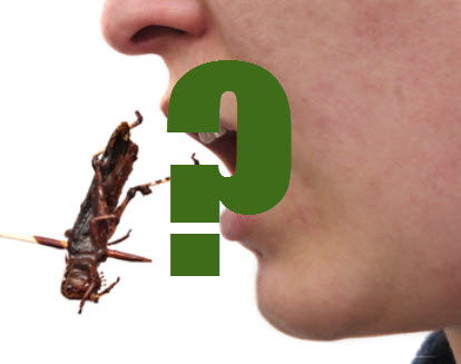 insekter